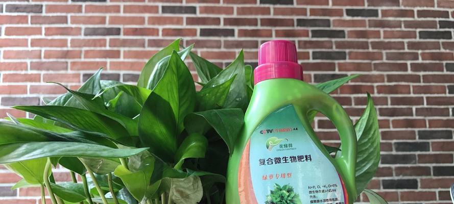 孩子误食绿箩急救方法大揭秘（急救绿箩中毒，做好这些你就放心了）-第1张图片-绿意生活