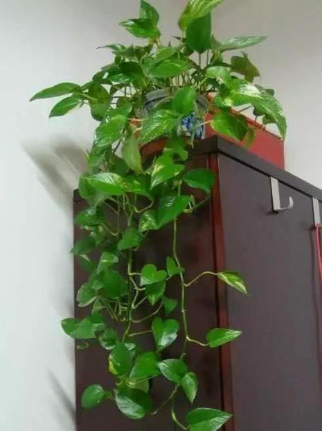 孩子误食绿箩急救方法大揭秘（急救绿箩中毒，做好这些你就放心了）-第2张图片-绿意生活