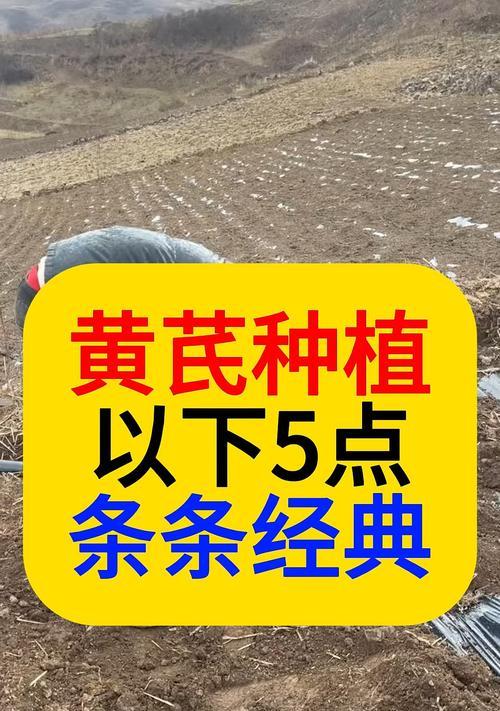 黄芪种植条件与种植技巧（打造适宜黄芪生长的环境，从土壤、气候到养护全方位解析）-第2张图片-绿意生活