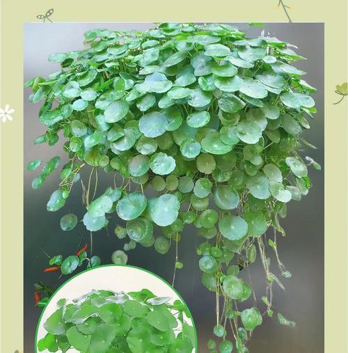 种植铜钱草苗的技巧与注意事项（打造绿意盎然的家居小天地）-第1张图片-绿意生活