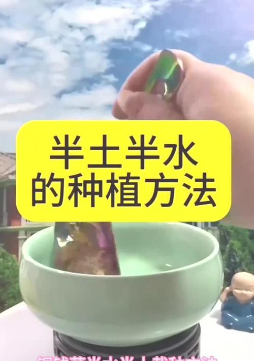 种植铜钱草苗的技巧与注意事项（打造绿意盎然的家居小天地）-第2张图片-绿意生活
