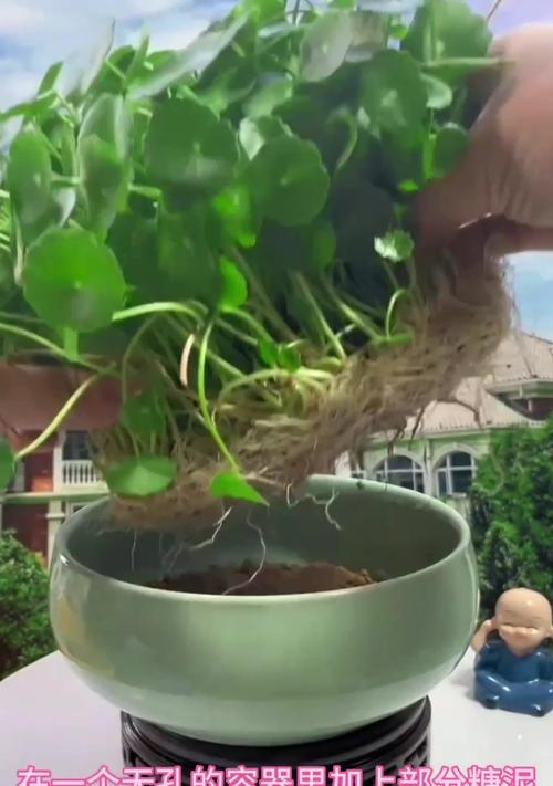 种植铜钱草苗的技巧与注意事项（打造绿意盎然的家居小天地）-第3张图片-绿意生活