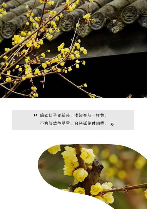 腊梅泡茶的好处与方法（品味四季芬芳，享受健康生活）-第1张图片-绿意生活