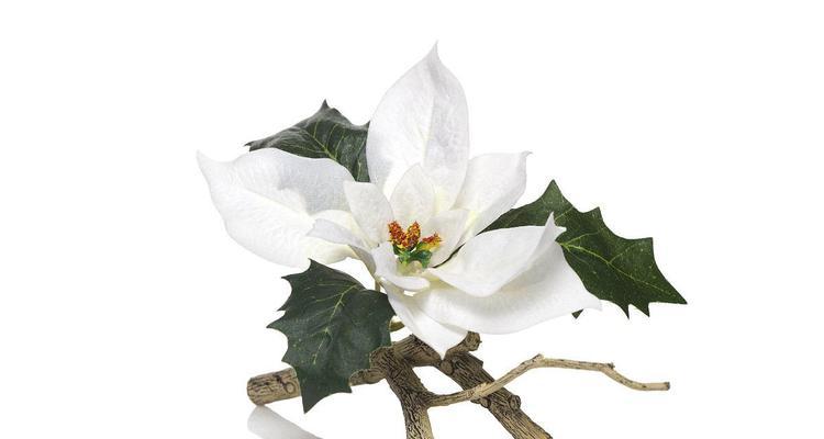 一品红招了白色？如何处理这种情况（解决一品红变白的方法及注意事项）-第1张图片-绿意生活