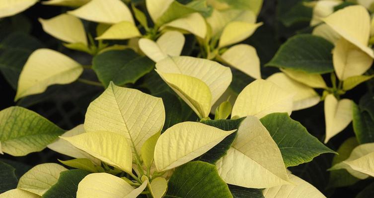 一品红招了白色？如何处理这种情况（解决一品红变白的方法及注意事项）-第3张图片-绿意生活