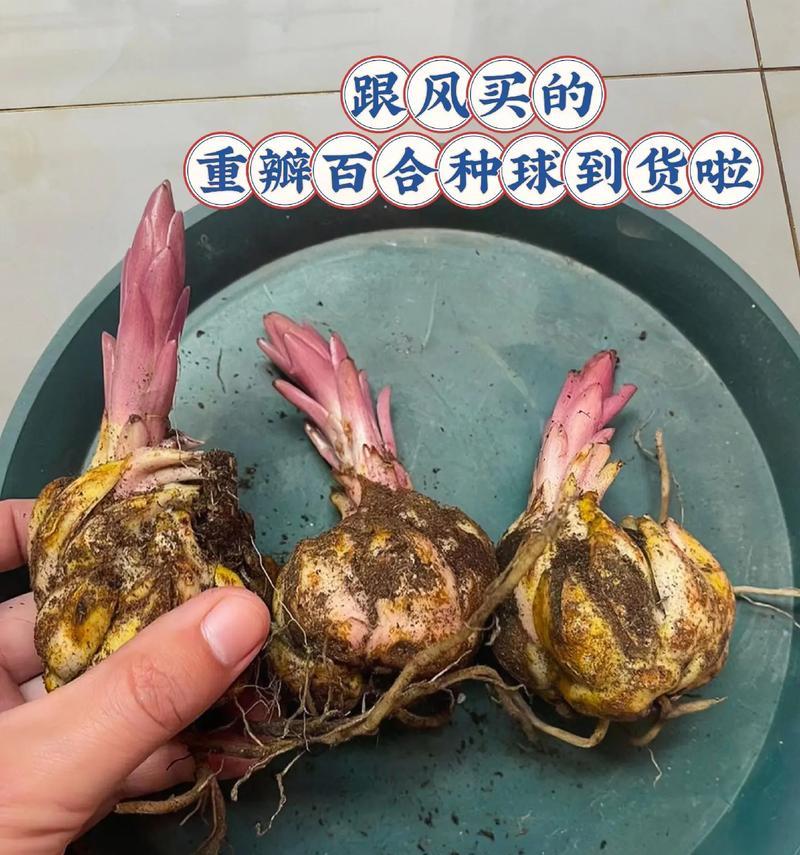 探秘百合球茎的种植技巧（以出芽的百合球茎为例，教你如何成功种植）-第1张图片-绿意生活