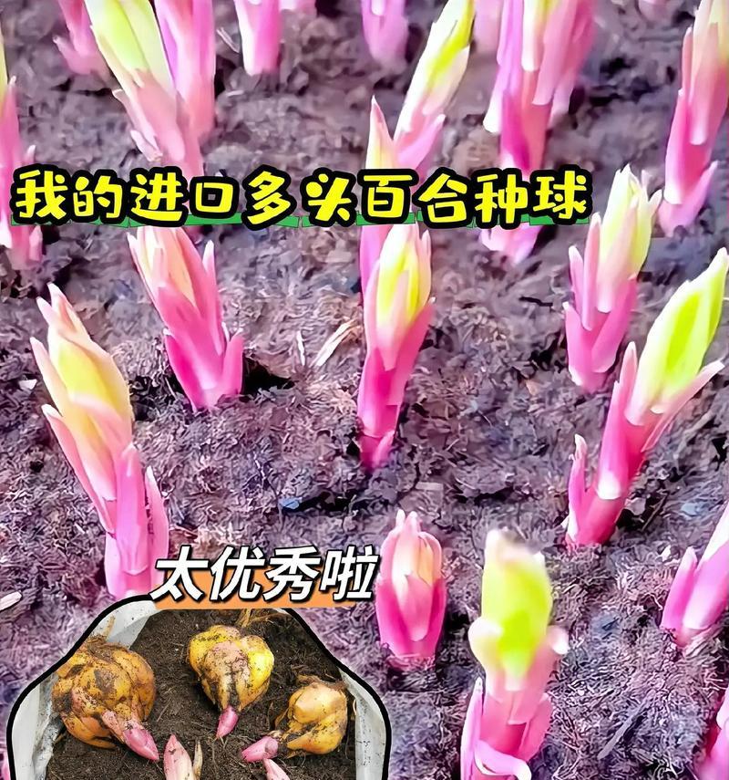 探秘百合球茎的种植技巧（以出芽的百合球茎为例，教你如何成功种植）-第3张图片-绿意生活