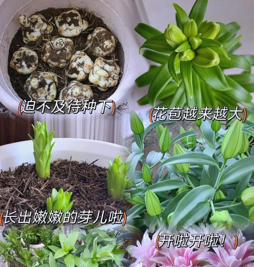 探秘百合球茎的种植技巧（以出芽的百合球茎为例，教你如何成功种植）-第2张图片-绿意生活