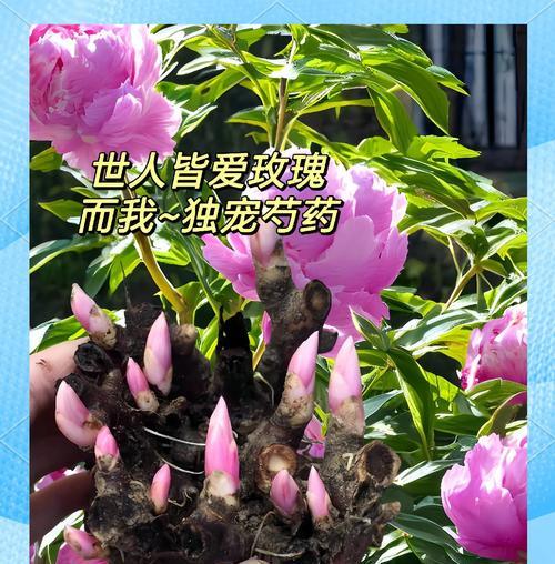 如何种植芍药？（提高芍药种植的技巧与方法）-第1张图片-绿意生活