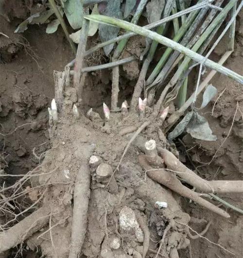 如何种植芍药？（提高芍药种植的技巧与方法）-第2张图片-绿意生活