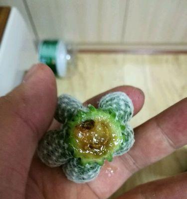 如何补救以仙人球有点烂的情况（仙人球烂掉了怎么办，教你拯救植物！）-第2张图片-绿意生活