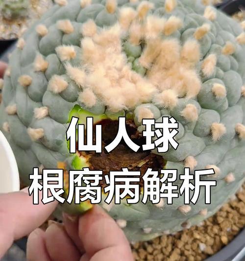 如何补救以仙人球有点烂的情况（仙人球烂掉了怎么办，教你拯救植物！）-第1张图片-绿意生活
