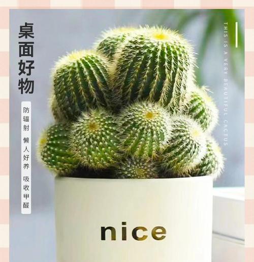 如何补救以仙人球有点烂的情况（仙人球烂掉了怎么办，教你拯救植物！）-第3张图片-绿意生活