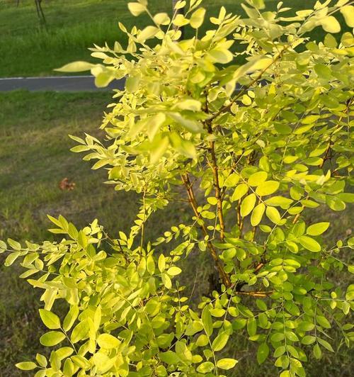 黄金槐的开花时间及花期特点（探寻黄金槐的独特魅力）-第2张图片-绿意生活