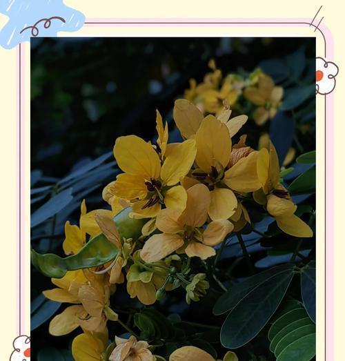 黄金槐的开花时间及花期特点（探寻黄金槐的独特魅力）-第1张图片-绿意生活