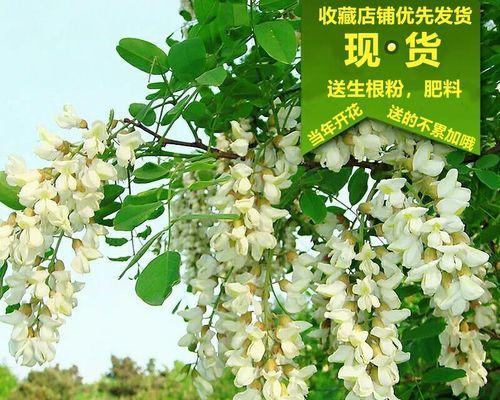 黄金槐的开花时间及花期特点（探寻黄金槐的独特魅力）-第3张图片-绿意生活