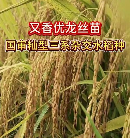 水稻种子的外观与特征（探究水稻种子的形态、大小、颜色、质地、萌发能力等特征）-第1张图片-绿意生活