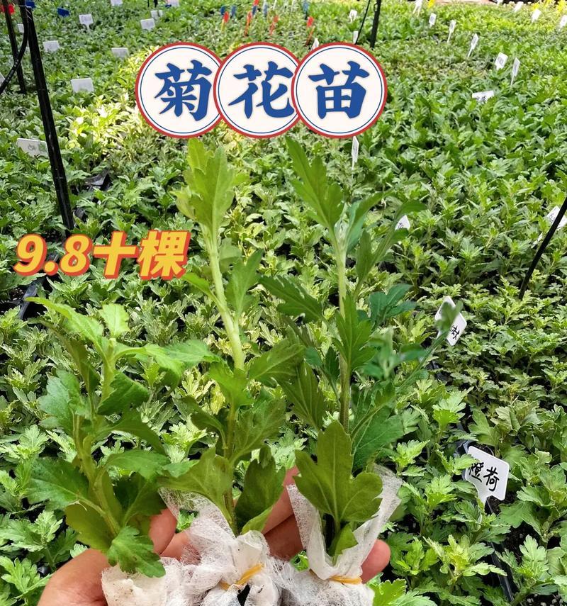 菊花上的白虫（了解白虫及其危害，掌握有效治疗方法，保护菊花健康成长。）-第1张图片-绿意生活
