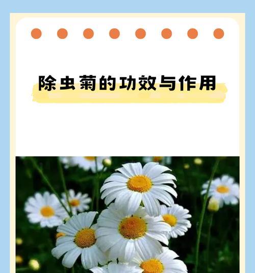 菊花上的白虫（了解白虫及其危害，掌握有效治疗方法，保护菊花健康成长。）-第3张图片-绿意生活