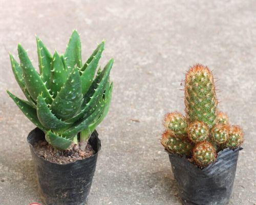 以金手指怎么养护，让你的植物健康茁壮（掌握养护技巧，打造绿意盎然的家居园林）-第1张图片-绿意生活