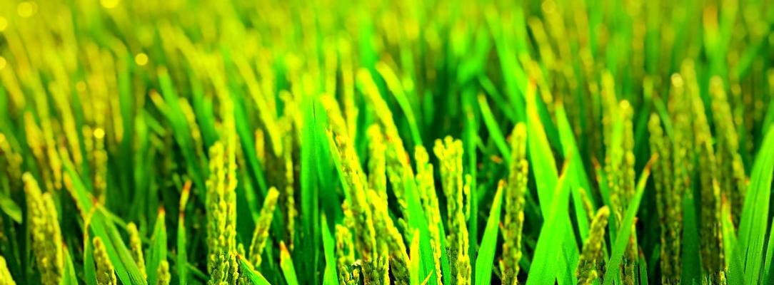 水稻的植物类型及特点（了解水稻的分类与生长条件，提高水稻种植效率）-第1张图片-绿意生活