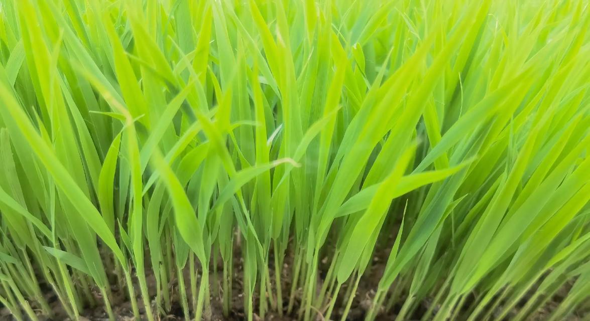 水稻的植物类型及特点（了解水稻的分类与生长条件，提高水稻种植效率）-第3张图片-绿意生活