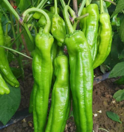 菜椒的种植与管理技巧（菜椒种植的最佳时间以及注意事项）-第3张图片-绿意生活