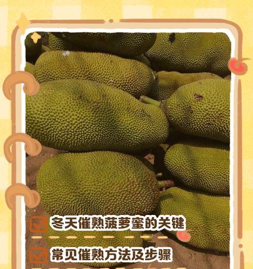 冬天菠萝养护的秘诀（保证菠萝健康成长的必备技巧）-第2张图片-绿意生活