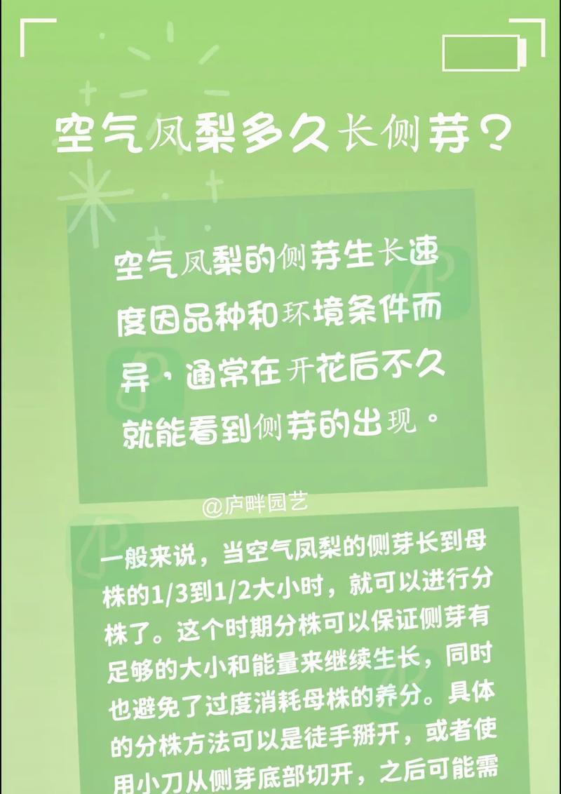 冬天菠萝养护的秘诀（保证菠萝健康成长的必备技巧）-第1张图片-绿意生活