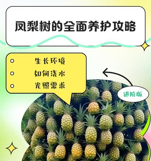 冬天菠萝养护的秘诀（保证菠萝健康成长的必备技巧）-第3张图片-绿意生活