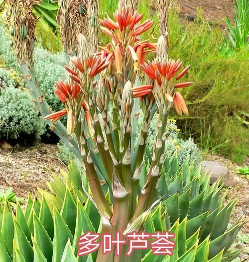 探讨芦荟的光照需求（探讨芦荟的光照需求）-第1张图片-绿意生活
