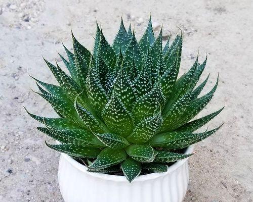 探讨芦荟的光照需求（探讨芦荟的光照需求）-第3张图片-绿意生活