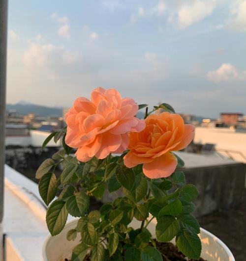 果汁阳台——让你随时享受新鲜果汁的幸福（果汁阳台的适用范围、栽种技巧和养护方法）-第3张图片-绿意生活