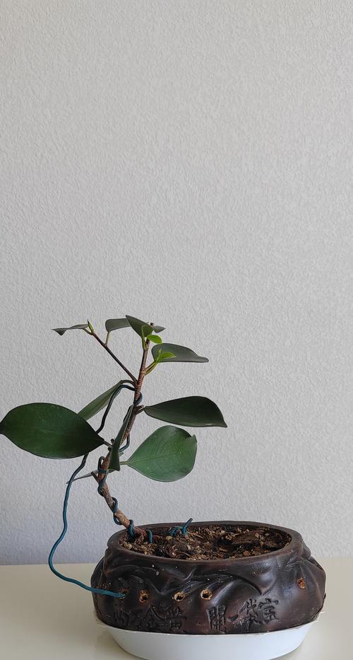 如何选择以榕树为主题的盆景（精选榕树品种，打造别致盆景艺术品）-第1张图片-绿意生活