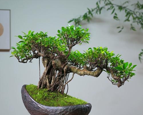 如何选择以榕树为主题的盆景（精选榕树品种，打造别致盆景艺术品）-第3张图片-绿意生活