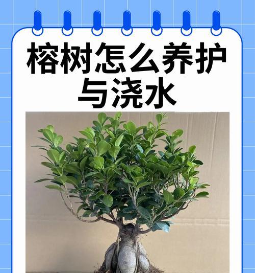 如何选择以榕树为主题的盆景（精选榕树品种，打造别致盆景艺术品）-第2张图片-绿意生活