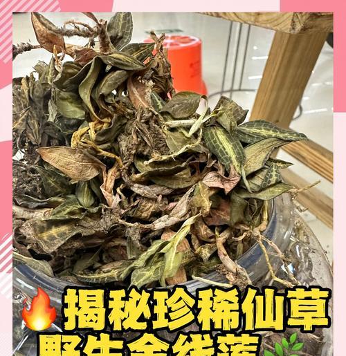 金线莲的生长周期（探究金线莲生长的周期、特点及适宜条件）-第2张图片-绿意生活