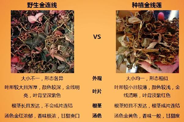 金线莲的生长周期（探究金线莲生长的周期、特点及适宜条件）-第3张图片-绿意生活
