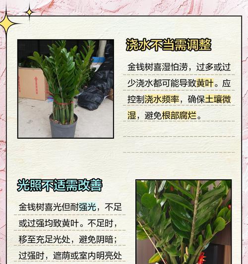 金钱树枝发黄的原因及解决方法（揭秘金钱树枝发黄的真相与护理技巧）-第1张图片-绿意生活