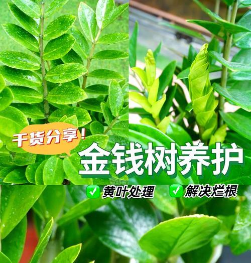 金钱树枝发黄的原因及解决方法（揭秘金钱树枝发黄的真相与护理技巧）-第3张图片-绿意生活