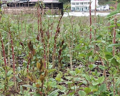 虎杖种植指南（如何选择适合的时间和环境种植虎杖？）-第2张图片-绿意生活