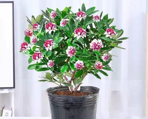 以金边端香的养植技巧（了解这个美丽的植物并将其成功养活的关键）-第1张图片-绿意生活