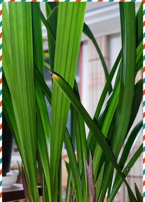 墨兰花期管理要点（打造优美花坛，赏墨兰花海）-第3张图片-绿意生活