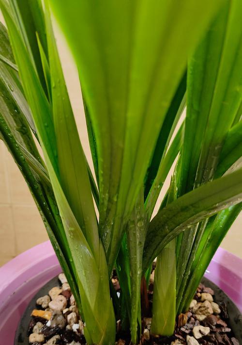 墨兰花期管理要点（打造优美花坛，赏墨兰花海）-第2张图片-绿意生活