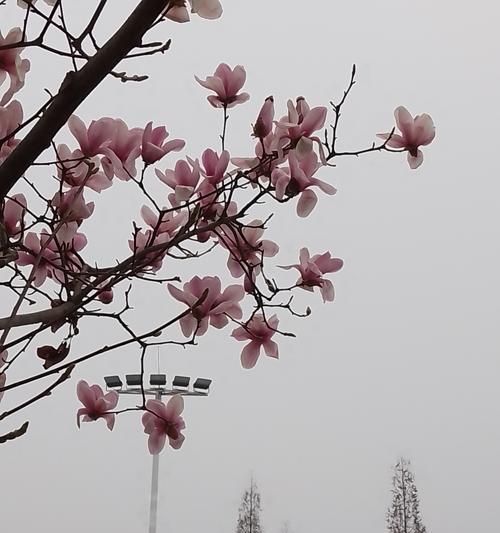 探秘“和玉兰”之外——常被人误认为玉兰的花种-第3张图片-绿意生活