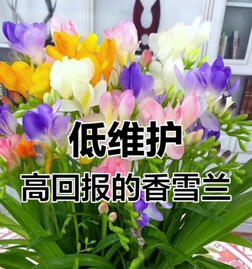 香雪兰花期过后的养护指南（让你的香雪兰长得更美丽！）-第1张图片-绿意生活