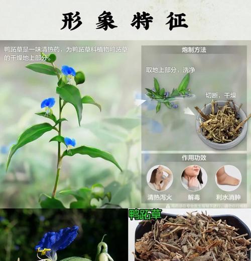 以紫鸭拓草扦插的方法与技巧（以紫鸭拓草扦插繁衍绿色生命之花开结果）-第1张图片-绿意生活