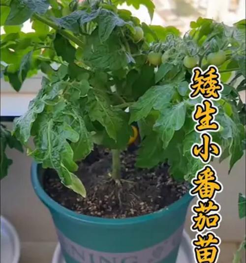 盆栽小西红柿苗的移栽与管理（关于盆栽小西红柿苗的移栽技巧与日常护理）-第3张图片-绿意生活