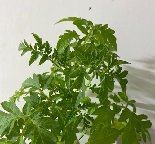 盆栽小西红柿苗的移栽与管理（关于盆栽小西红柿苗的移栽技巧与日常护理）-第2张图片-绿意生活
