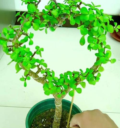 蟹爪兰花的扦插与养护方法（掌握关键技巧，让蟹爪兰花健康生长）-第1张图片-绿意生活